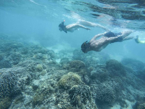 Schildkröte beim Schnorcheln auf Gili Air