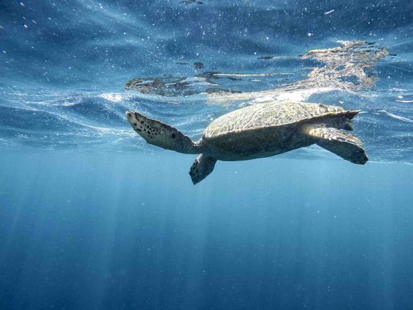 Schildkröte beim Schnorcheln auf Gili Air